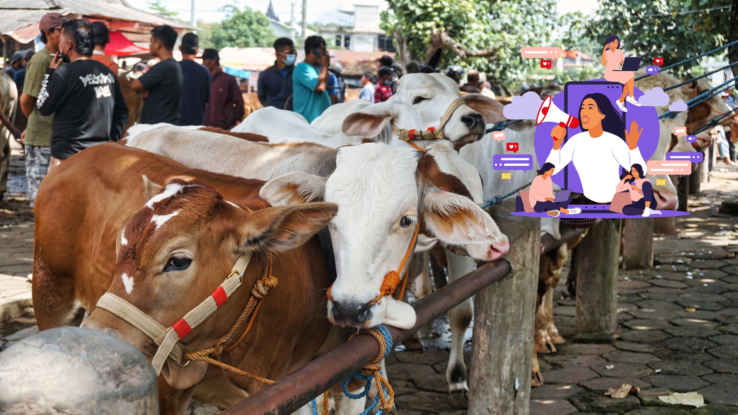 Traditional Cattle Markets